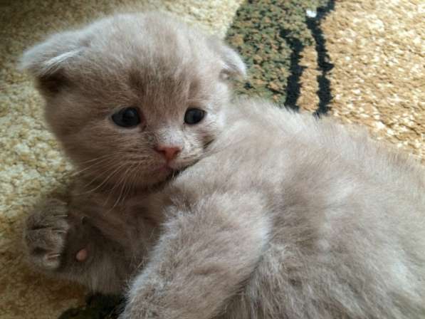 Продаётся шотландский вислоухий котенок