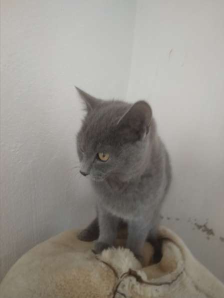 Красивые кошки в Бахчисарае фото 15