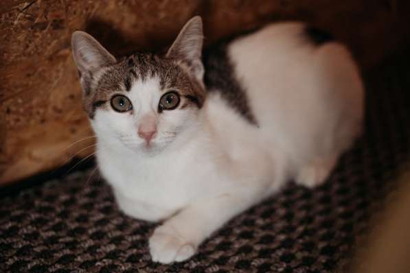 Зеленоглазая нежная красавица-кошка в Санкт-Петербурге фото 18