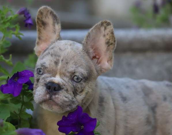 Французский бульдог. Lilac merle в фото 5
