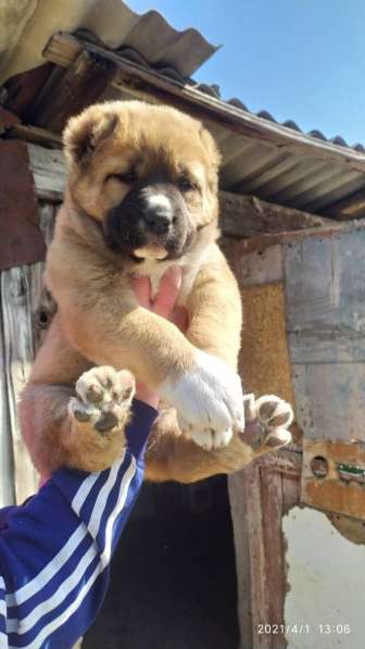 Продаются щенки алабая в фото 37