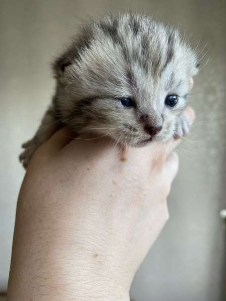 Котята в Казани фото 10