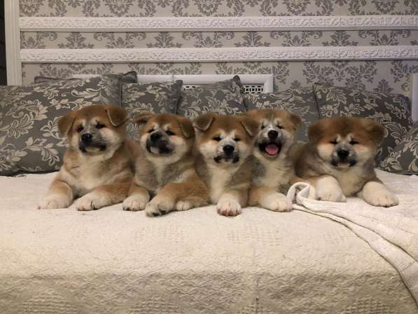 Акита ину щенки в Москве фото 9