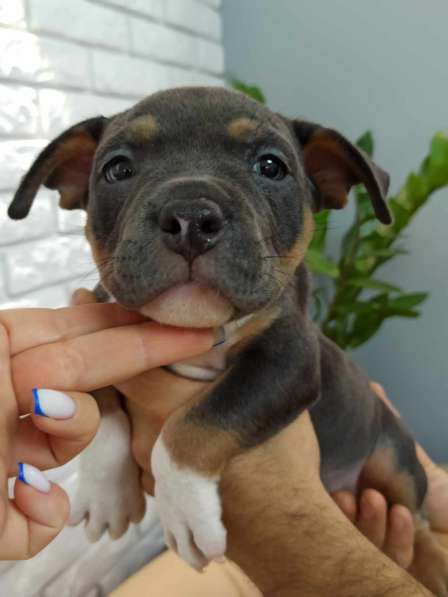 Шикарные Щенки American Bully в фото 22