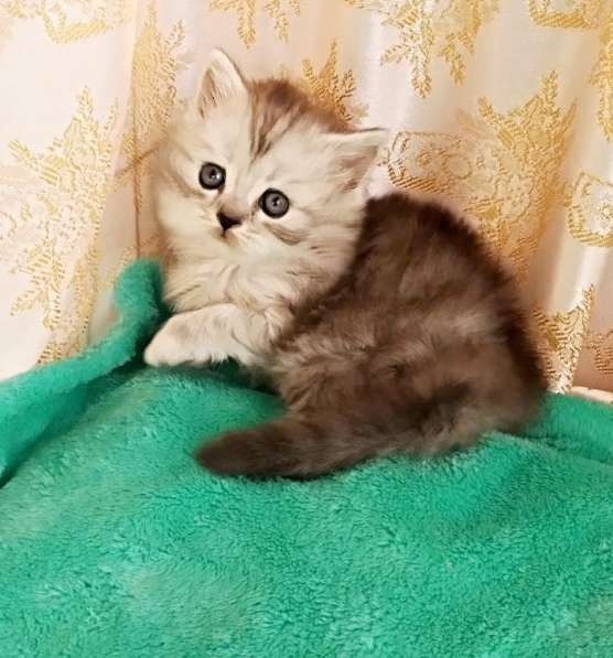 Шотландские котята в Симферополе фото 7