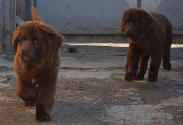 Щенки Ньюфаундленда в Челябинске фото 7