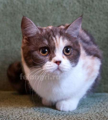 Коты и кошки британские в Новокузнецке фото 13