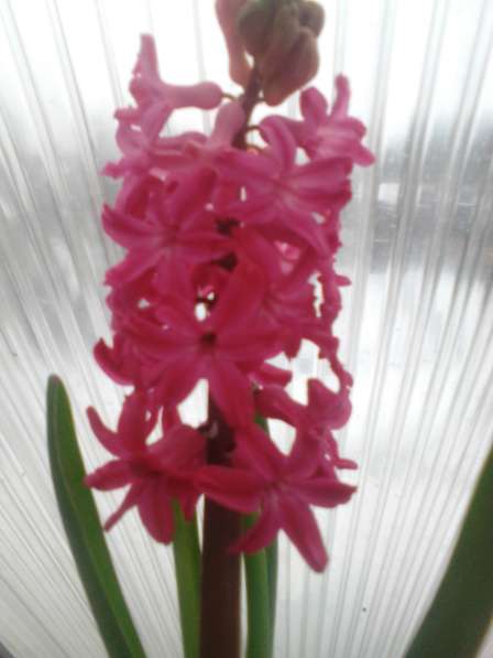 Цветы Гиацинты в Балашове фото 3
