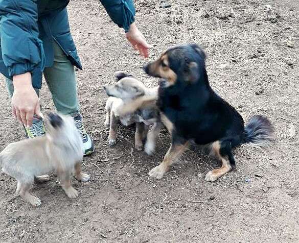 Щенки звонкие звоночки от небольшой собаки в Улан-Удэ