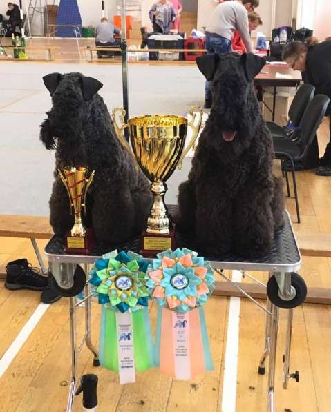 Щенки керри блю терьера в Москве фото 4