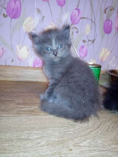 Котята даром в Тюмени фото 12