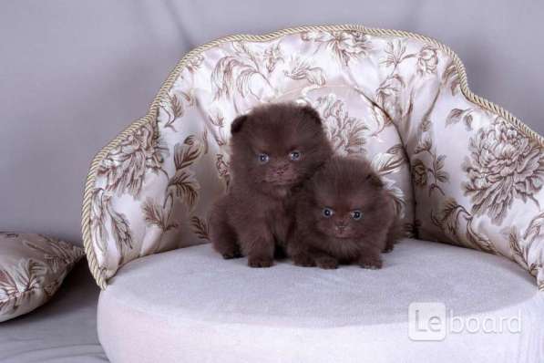 Шоколадные малыши померанского шпица мини мишки в фото 3