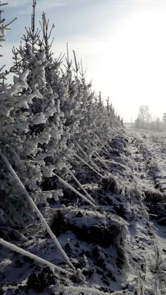 Ель обыкновенная- саженцы и крупномерные деревья в Красноярске фото 5