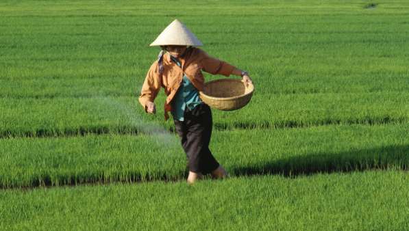 Поставка риса из Вьетнама и Таиланда, более 10 видов в Москве фото 3
