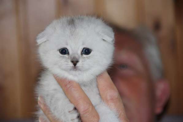 Котик и кошечка серебристого окраса, шиншилла в Санкт-Петербурге фото 6