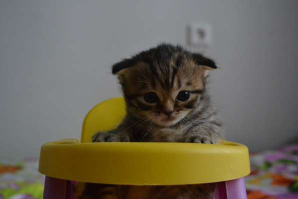 Шотландская вислоухая кошечка в фото 17