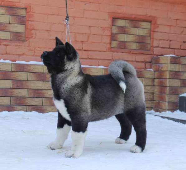 Щенки Американской Акиты в фото 5