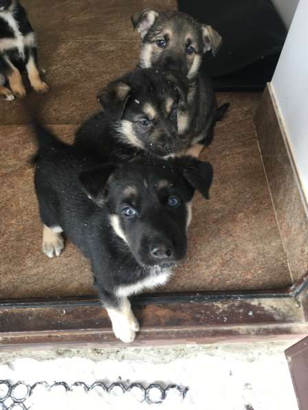 Щенки метисы в Казани фото 10