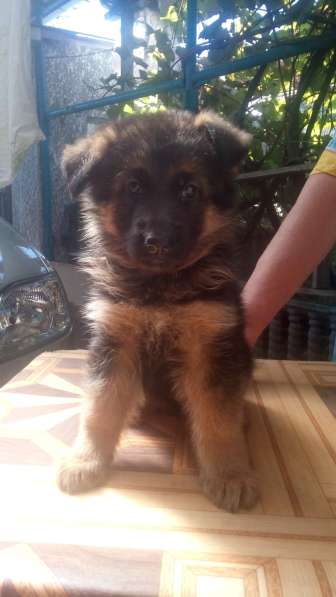 Щенок немецкой овчарки в Краснодаре фото 8