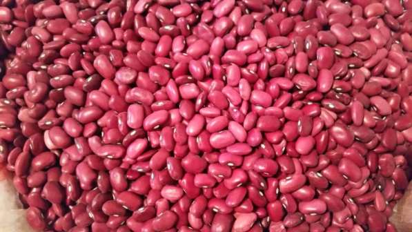2018 New Crop 100% Natural Beans from Kyrgyzstan в фото 4