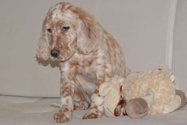 Английский сеттер щенки из элитного питомника в Москве фото 126