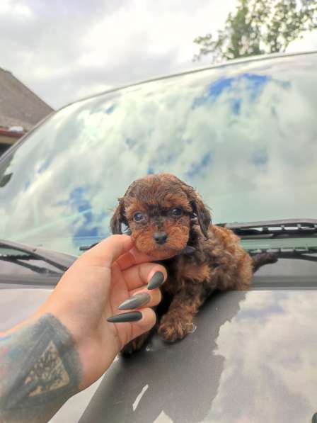 Mängupuudli kutsikas Liana (Щенок Той-Пуделя Лиана) в фото 8