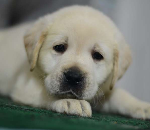 Щенки лабрадора ретривера в фото 27