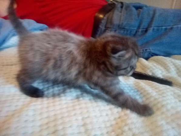 Шотландский денди скоттиш- страйт в Санкт-Петербурге фото 22