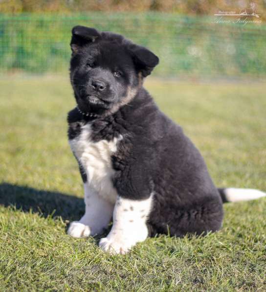 Акита в Ростове-на-Дону фото 108