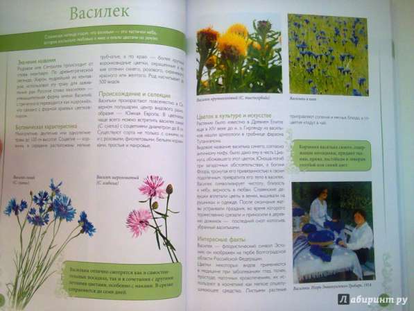 Самые красивые цветы мира в Ростове-на-Дону фото 6