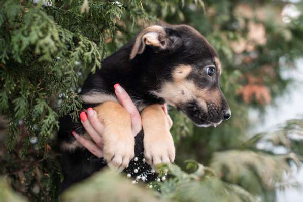 Щенки-метисы немецкой овчарки в Москве фото 5