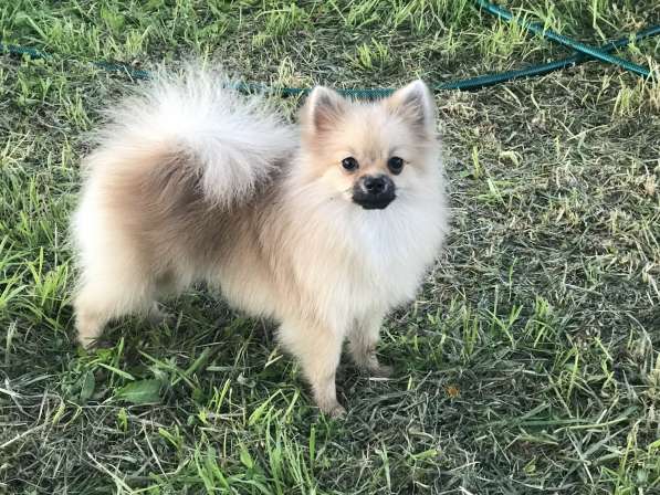 Помераночка 5 лет в Москве фото 5