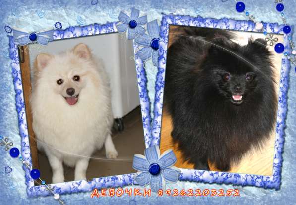 Щенки шпица в Раменское фото 42
