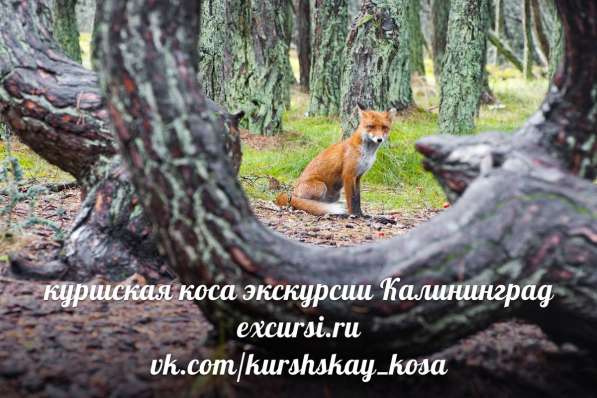 Экскурсии на куршскую косу