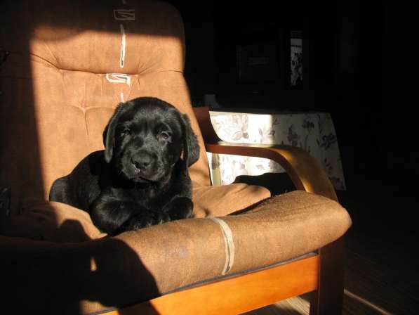 Щенки лабрадора в Самаре в Самаре фото 8