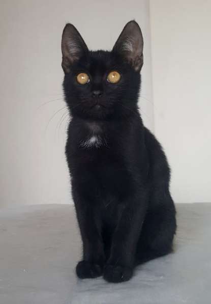Черный котенок 2,5 мес, отдам в добрые руки, в дар в Москве фото 3