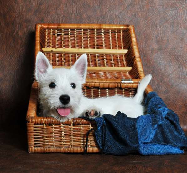 Щенки Вест хайленд вайт терьера в Москве фото 4