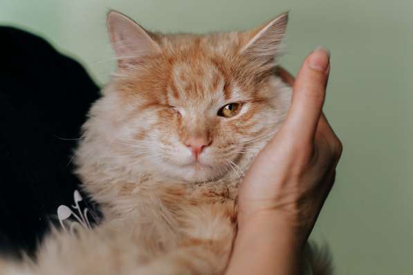 Рыжий котик Мокки с одним глазиком ищет дом в Москве фото 4