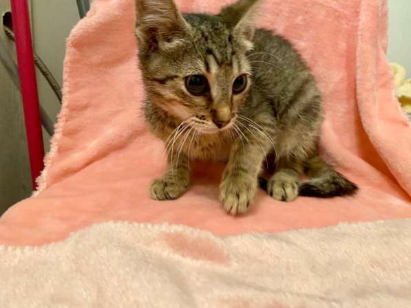 Котенок Мики - лучистое счастье в дар в Москве