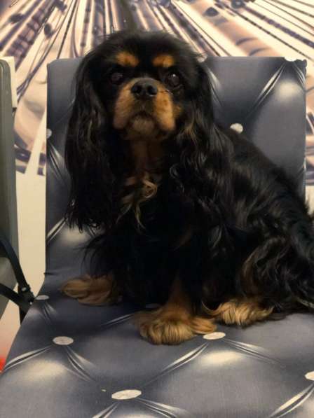 Щенки кавалер кинг чарльз спаниель в Москве фото 7