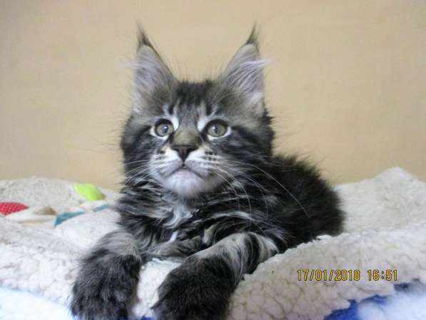 Красотка кремового солидного окраса из питомника Arktur в Тюмени фото 44