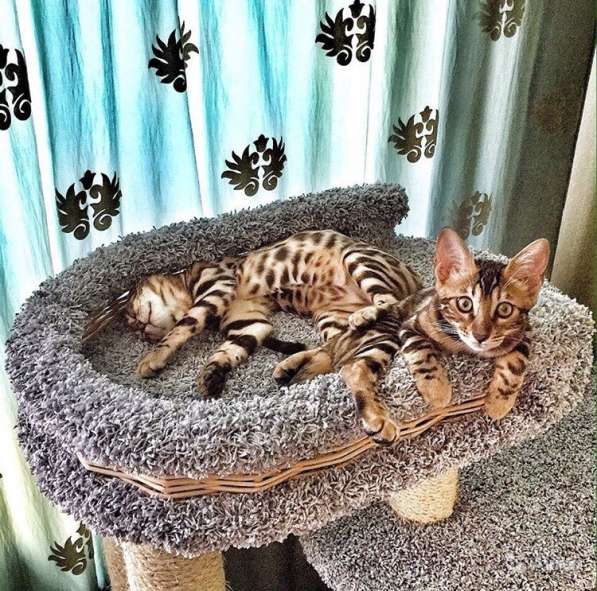 Бенгальская в Санкт-Петербурге