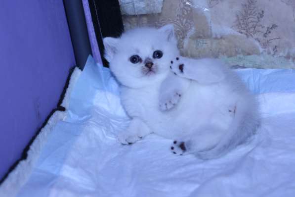 Котята британские серебристые шиншиллы в Москве фото 10