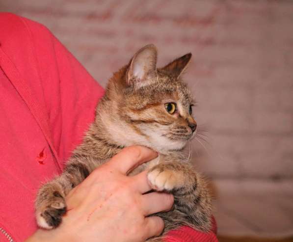Вита - полосатенькая юная котенок кошечка ищет дом в Москве фото 6