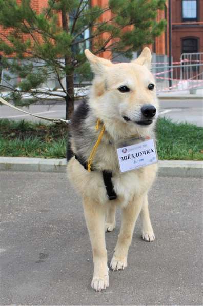 Милая Звёздочка - послушная и воспитанная собака ищет хозяев в Москве фото 4