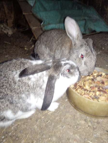 Кролики Великаны в Камышине фото 3