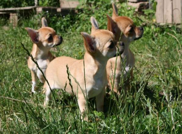 Продам замечательных щенков чихуахуа в Красноярске фото 11