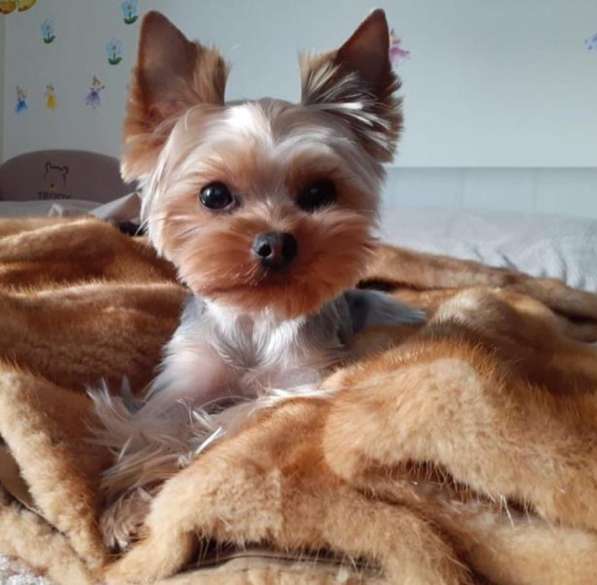 Йоркширский терьер в Москве