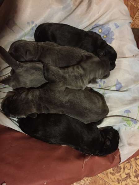 Малыши Корсики 3 мес в Москве фото 41