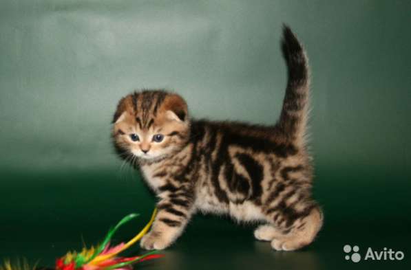 Котята вислоухие и прямоухие в Костроме фото 3